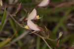 Eastern milkpea